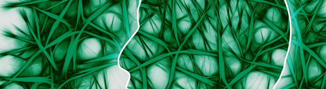neural pathways